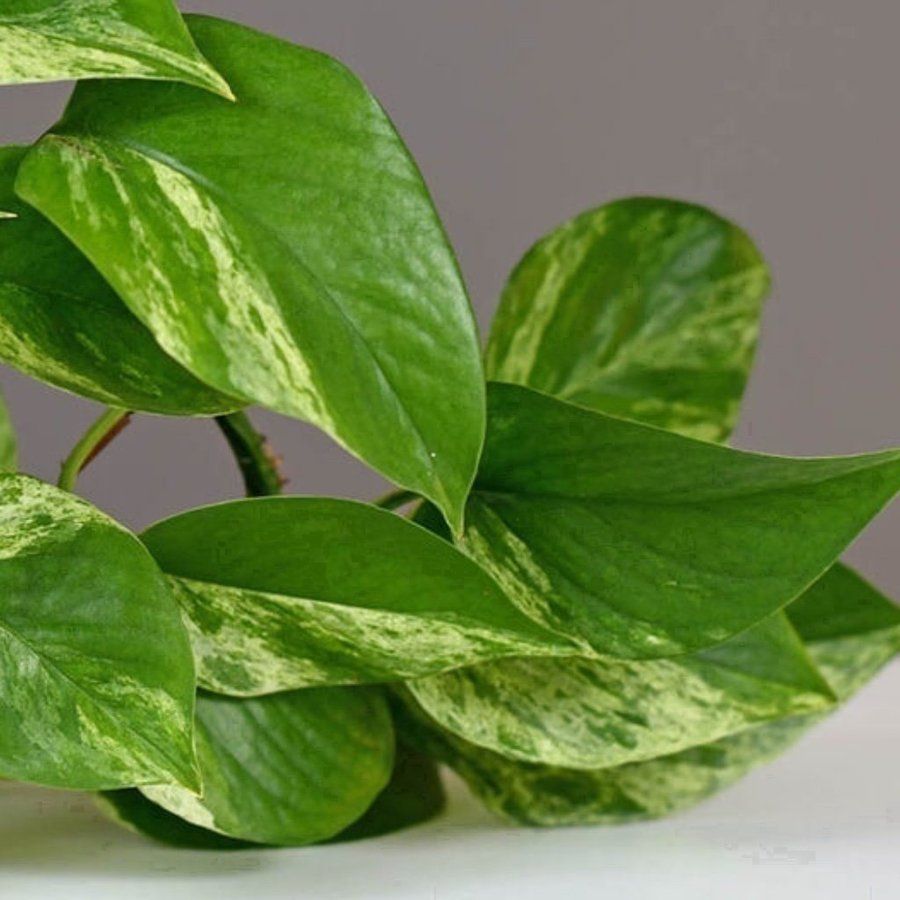 Gullranka Epipremnum aureum - rotad, stickling