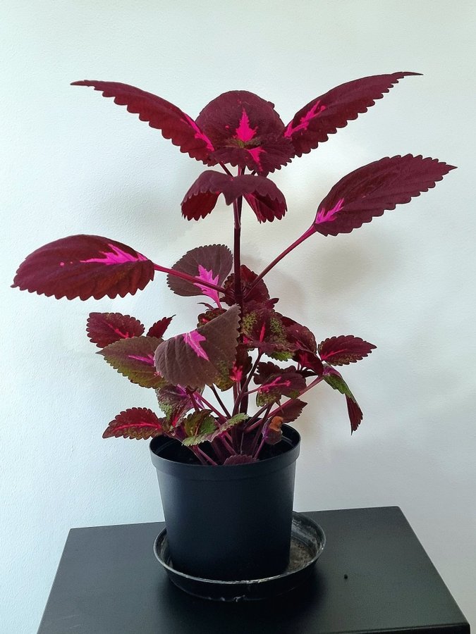 Vacker China Rose Palettblad Planta 50cm