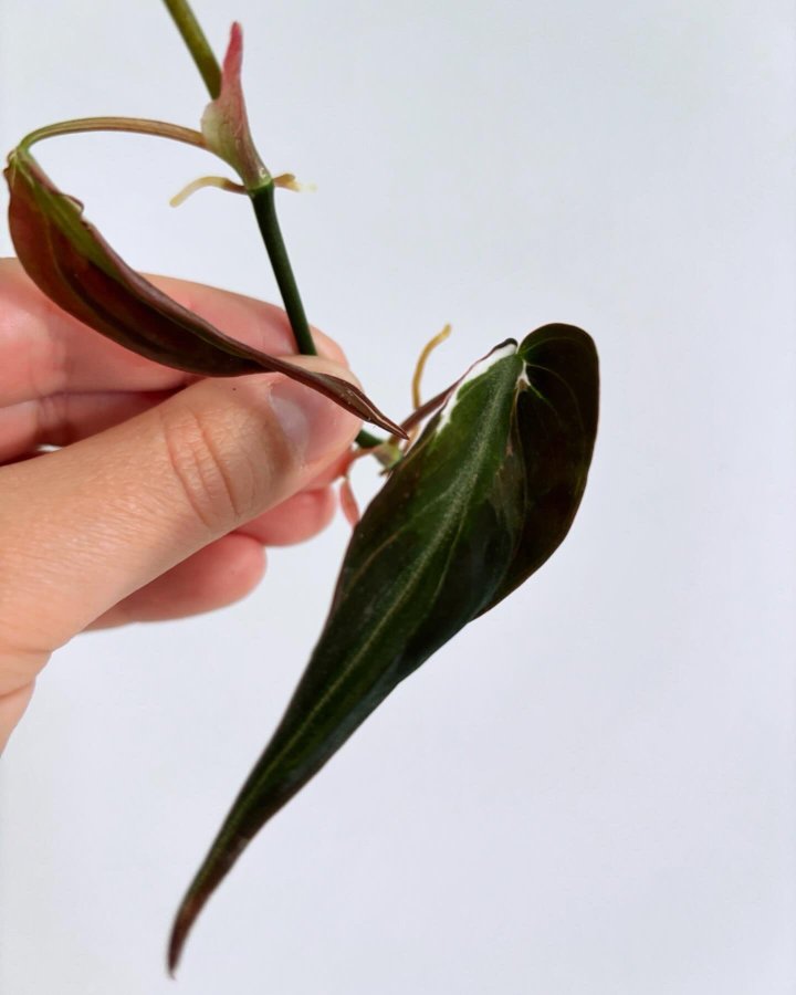 Philodendron Micans Velvet Halo Variegata - aroid