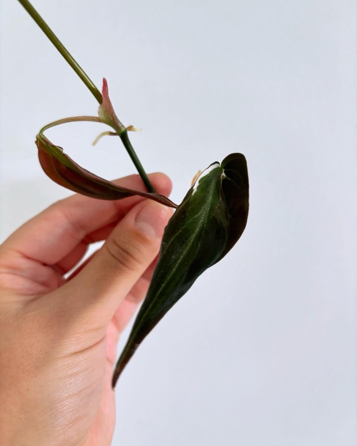 Philodendron Micans Velvet Halo Variegata - aroid