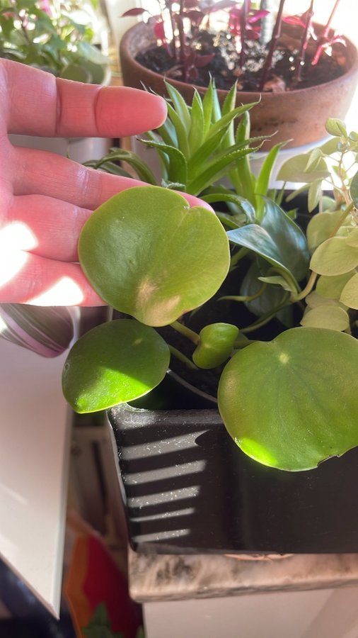 Sköldpeperomia, Peperomia polybotrya "Raindrop”