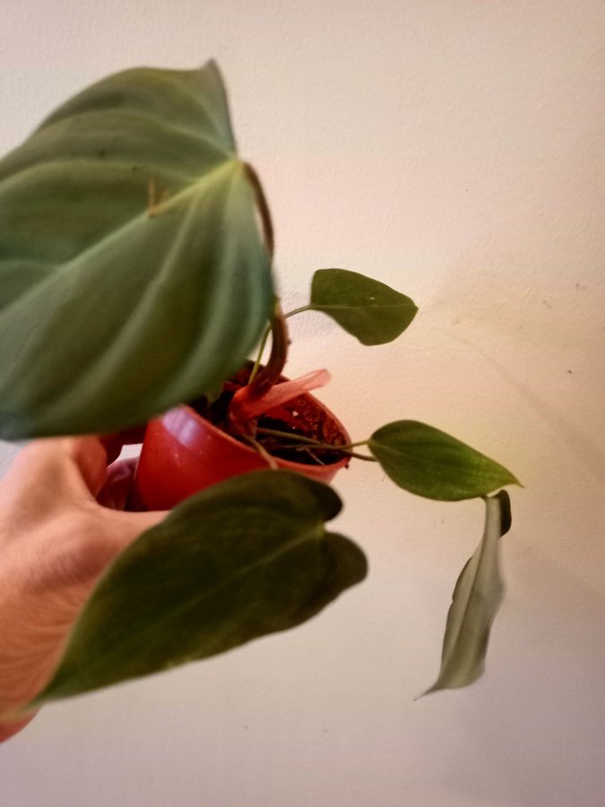 PHILODENDRON " SPLENDID" - planta