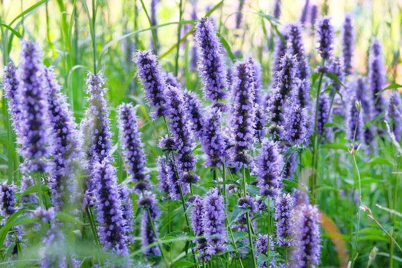 Agastache/Anisisop , flerårig kryddväxt, höjd ca 70-90 cm, ca 50 frön