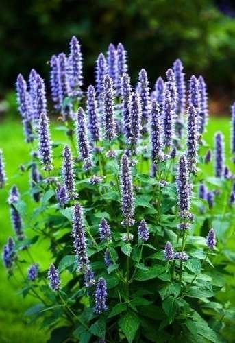 Agastache/Anisisop , flerårig kryddväxt, höjd ca 70-90 cm, ca 50 frön