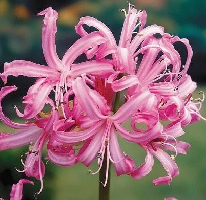 Nerine bowdenii - Nerine - LÖK