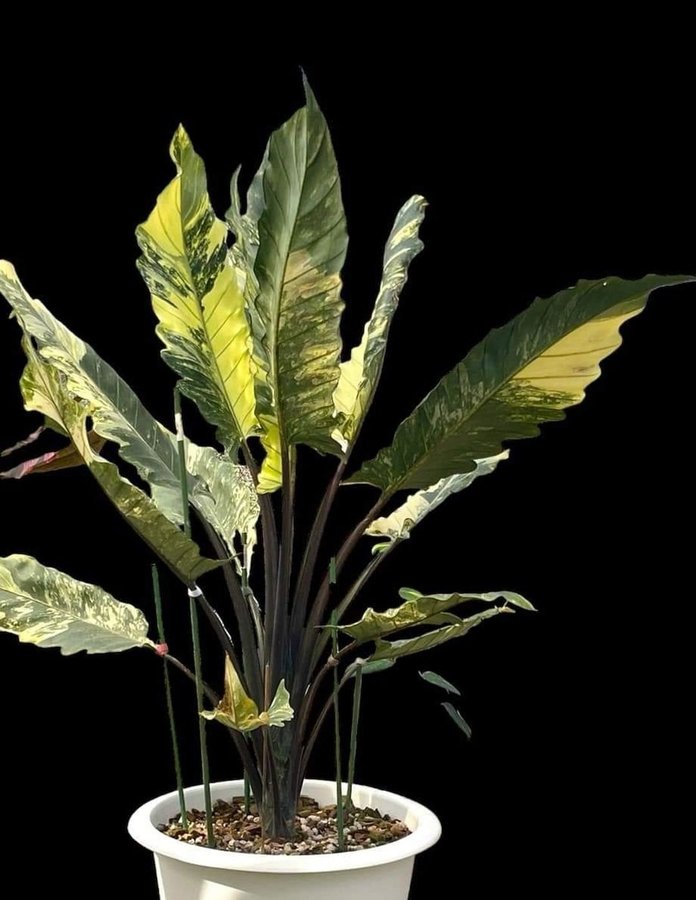 Alocasia lauterbachiana albo variegated