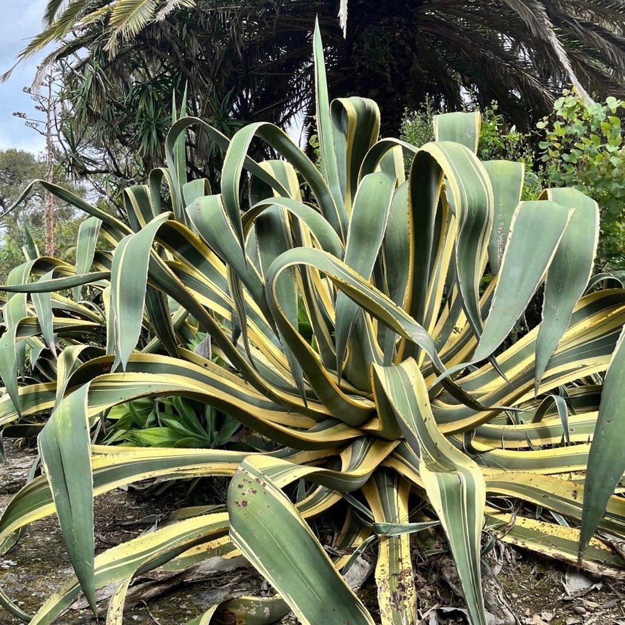 Agave americana variegata