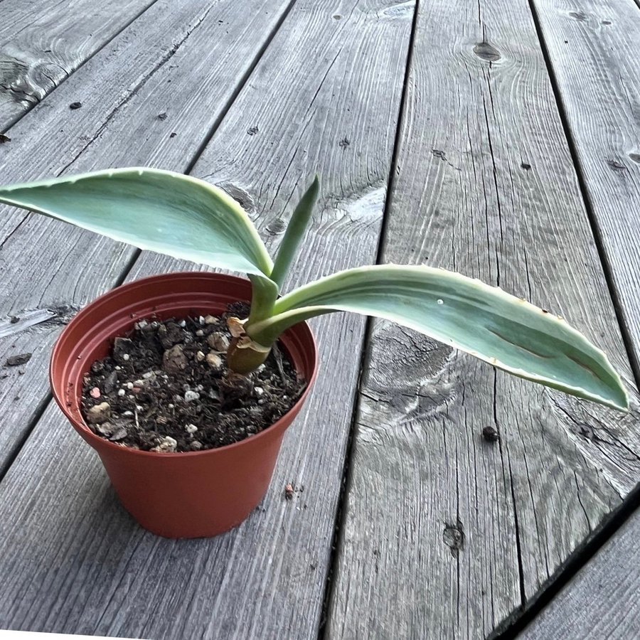 Agave americana variegata