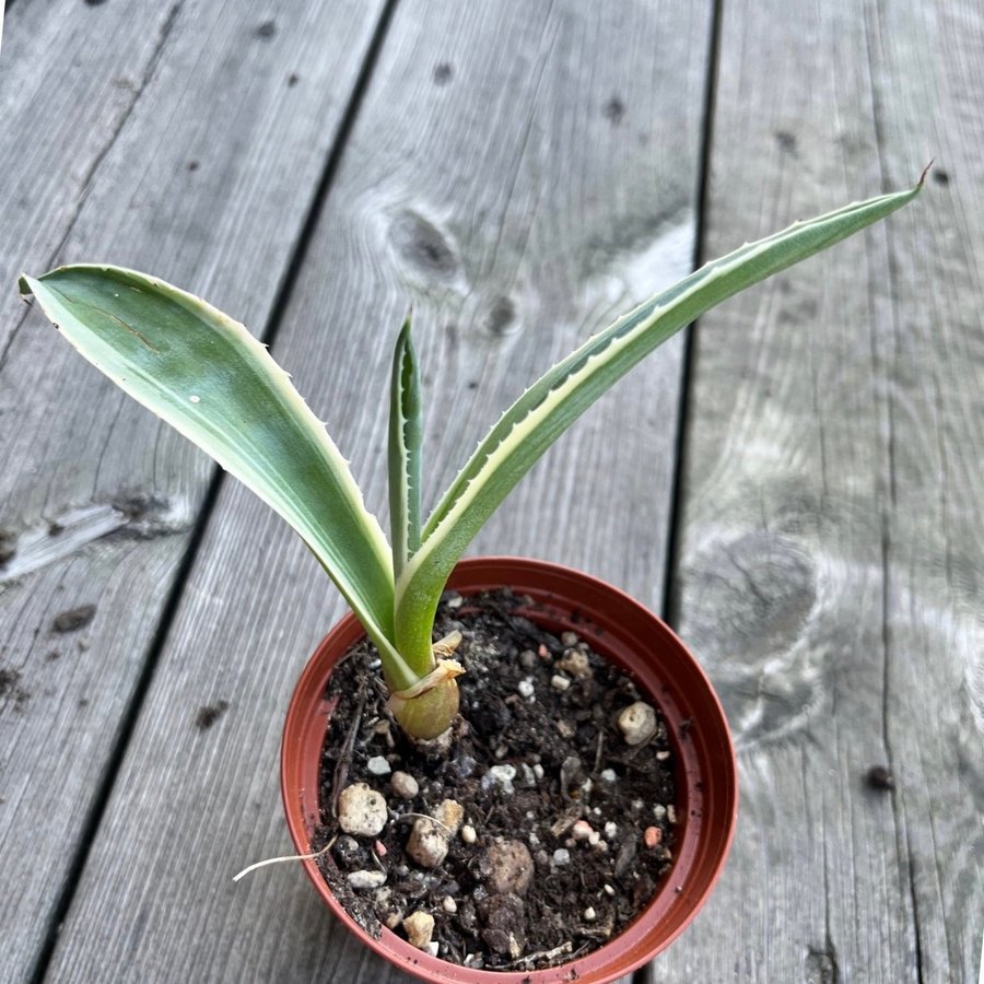 Agave americana variegata