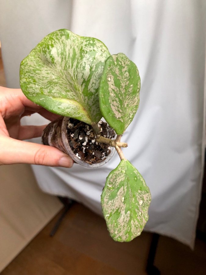 Hoya Obovata Variegata Splash