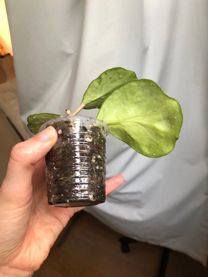 Hoya Obovata Variegata Splash