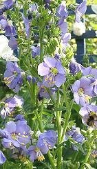 Polemonium caeruleum - Blågull