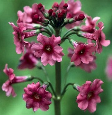 Primula japonica 'Miller's Crimson' - Japansk viva