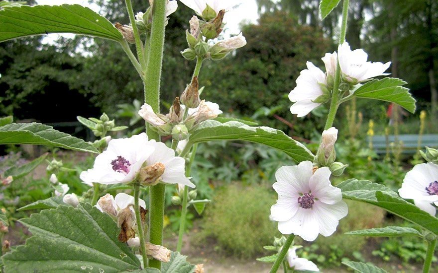 Läkemalva (medicinalväxt Althaea officinalis )