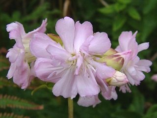 Saponaria officinalis 'Rosea Plena' - Såpnejlika