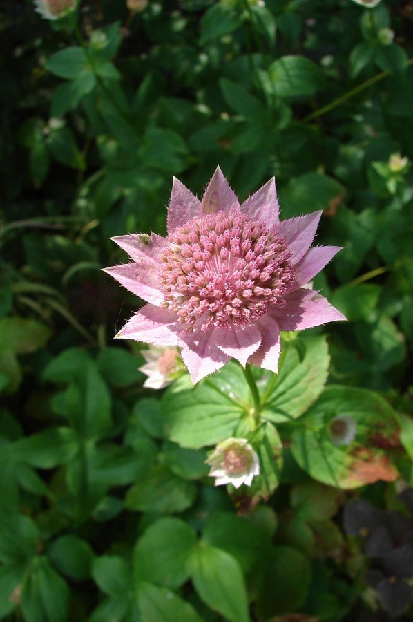 En planta Kaukasisk stjärnflocka - Astrantia maxima