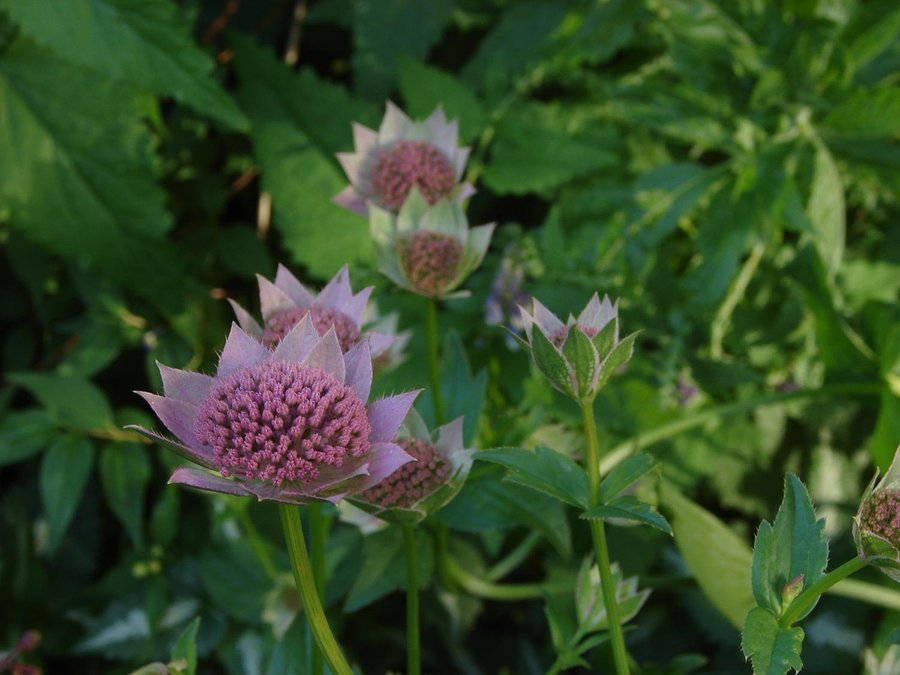 En planta Kaukasisk stjärnflocka - Astrantia maxima