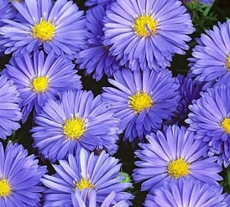 Aster novi-belgii 'Lady in Blue' - Höstaster