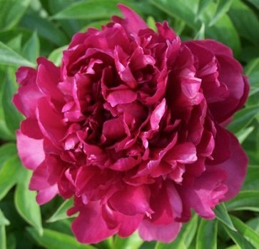 Paeonia lactiflora 'Red Phoenix' - Luktpion