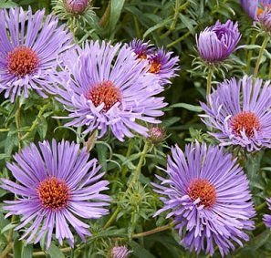 Aster novae-angliae 'Treasure' - Luktaster