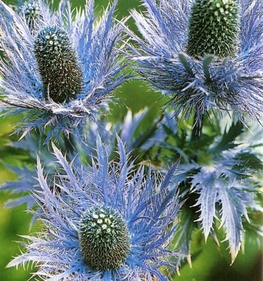 Eryngium alpinum 'Superbum' - Alpmartorn