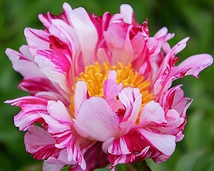 Paeonia lactiflora 'Circus-Circus' - Luktpion