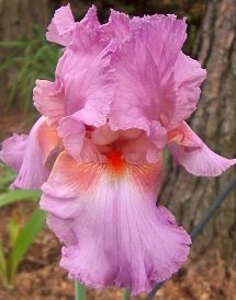 Iris x germanica (barbata) mix - Tyskiris / Skäggiris