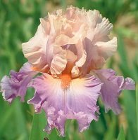 Iris x germanica (barbata) mix - Tyskiris / Skäggiris