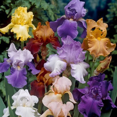 Iris x germanica (barbata) mix - Tyskiris / Skäggiris