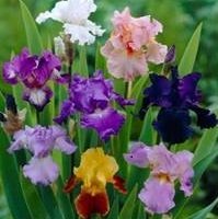 Iris x germanica (barbata) mix - Tyskiris / Skäggiris