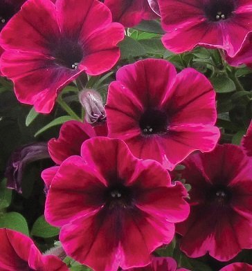 Petunia hybr 'Suzie Storm' - Sweetunia