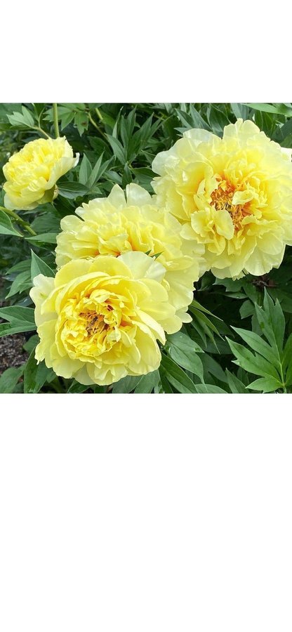 Pion Paeonia Bartzella gul vacker Peony