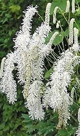 Sanguisorba tenuifolia 'Alba' - Hängpimpinell