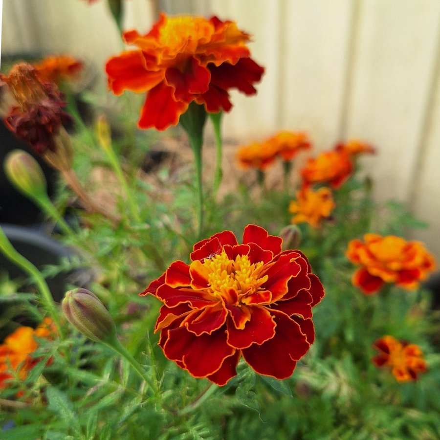 Tagetes frö 20 stycken