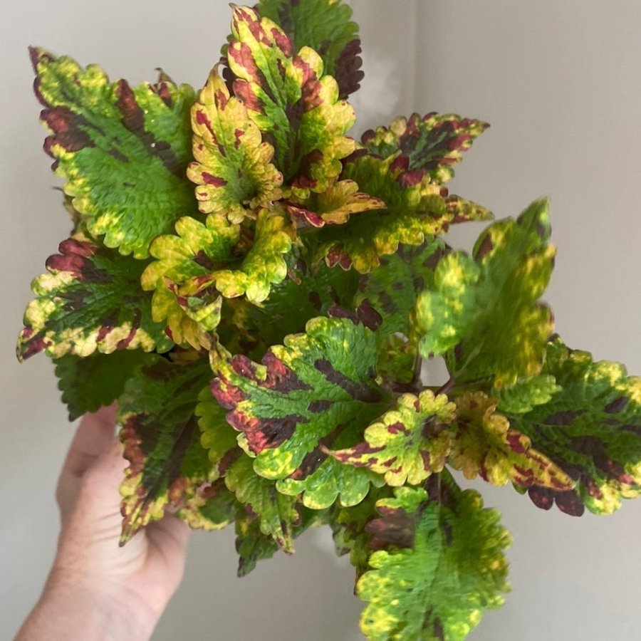 STORMY WEATHER *palettblad*coleus*