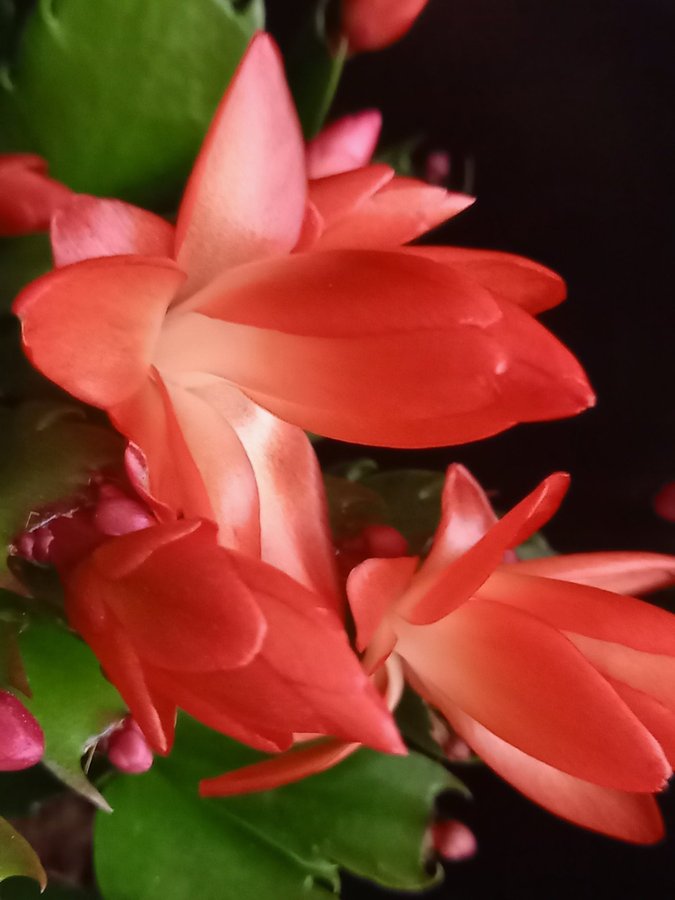 Novemberkaktus (Schlumbergera) ''Bahia Br Big Fire''hybridstickling