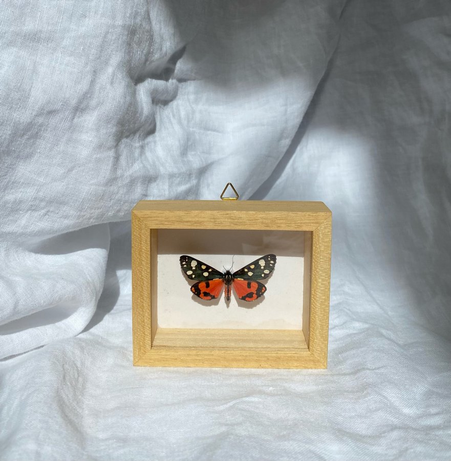 Callimorpha Dominula Scarlet tiger moth entomologi taxidermy taxidermi fjäril