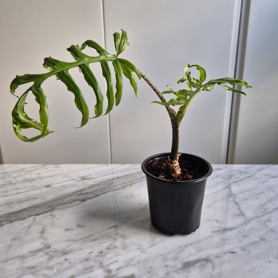 Alocasia 'pink passion'