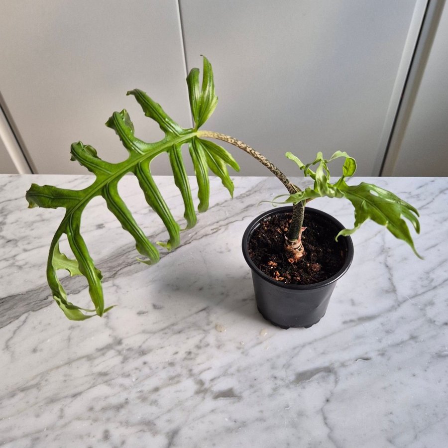 Alocasia 'pink passion'