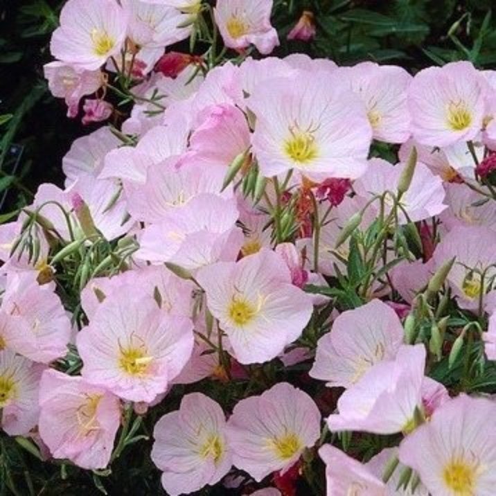 Nattljus rosa ( Oenothera speciosa Rosea)