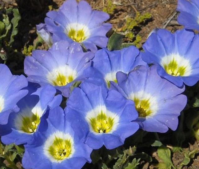 Nolana (Cymbalblomma), höjd 15-20 cm, stenpartiväxt, 30 frön