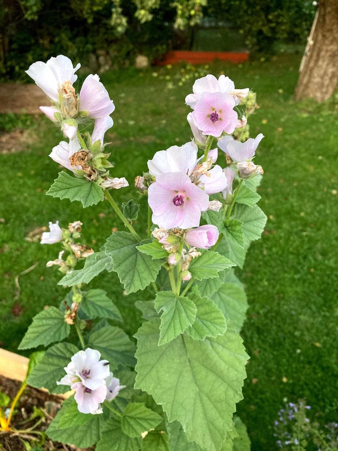 Läkemalva, gammal medicinalväxt marshmallow