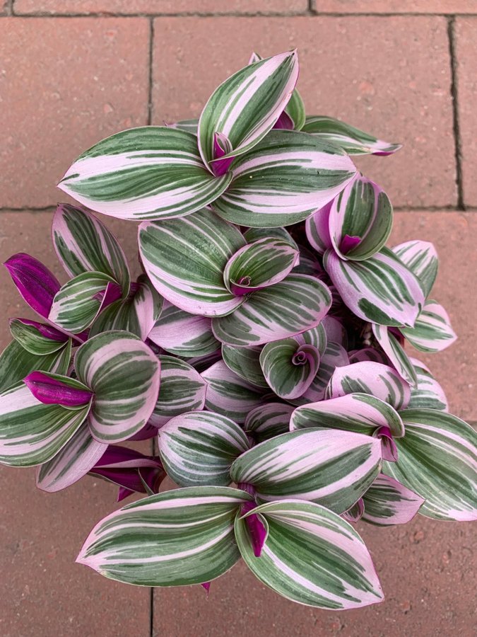 En stickling av tradescantia Nanouk.