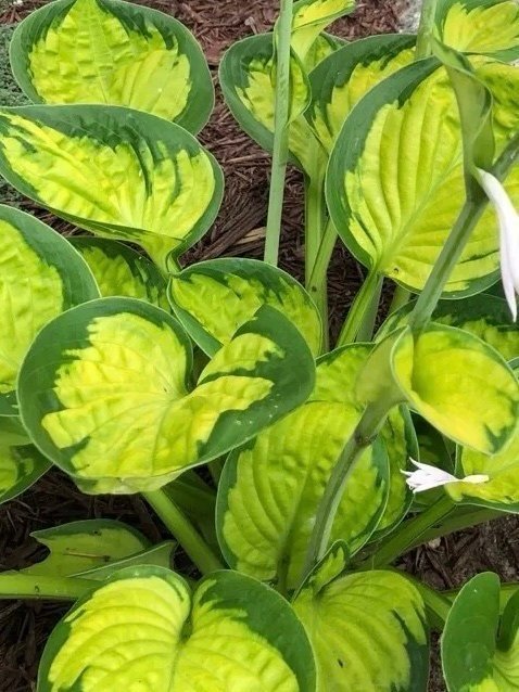 Hosta 'Rainforest Sunrise'