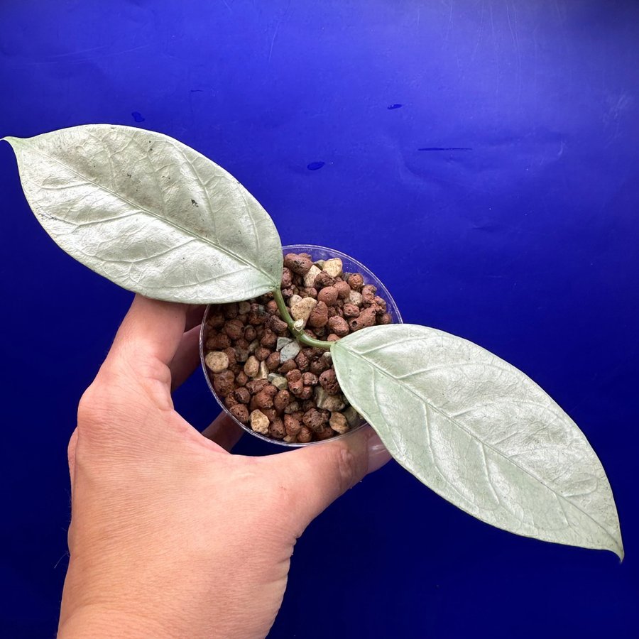 Hoya coriacea ’Silver’ - rotad stickling