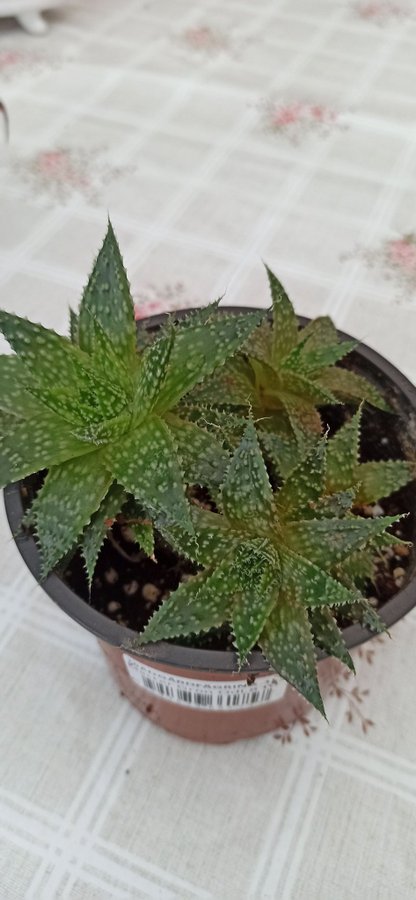 Aristaloe Sristata Aloe Maculata All Hela planta