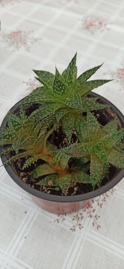 Aristaloe Sristata Aloe Maculata All Hela planta