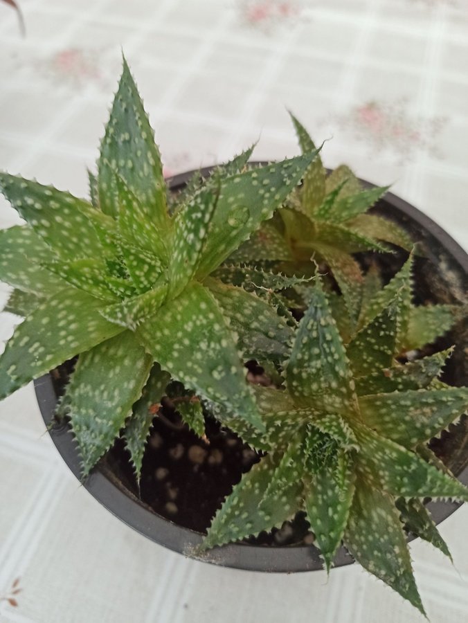 Aristaloe Sristata Aloe Maculata All Hela planta