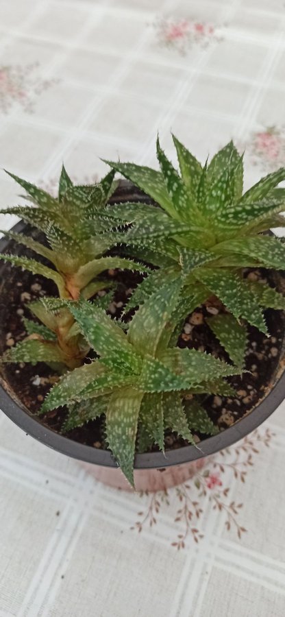 Aristaloe Sristata Aloe Maculata All Hela planta