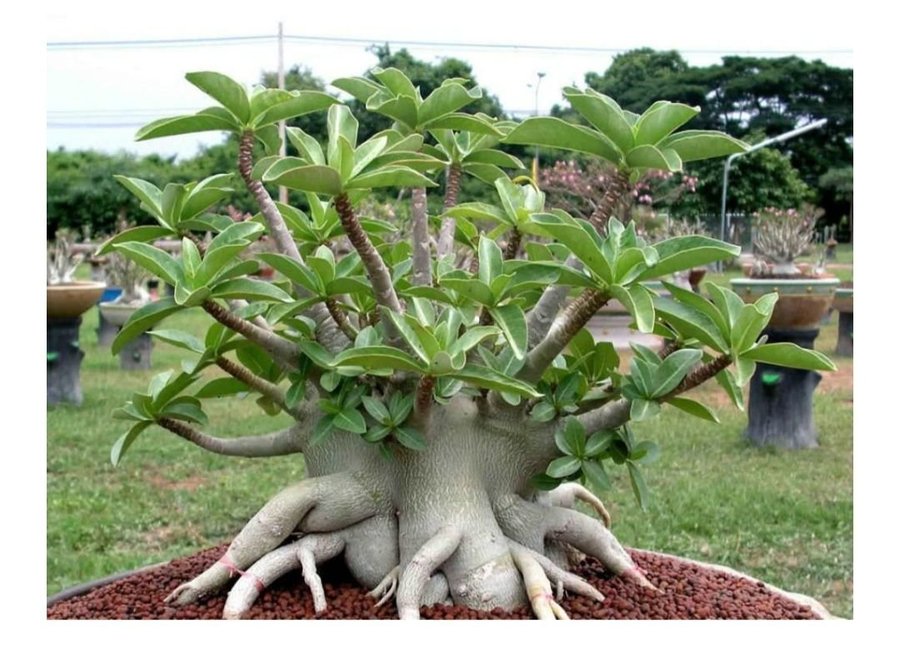 Adenium arabicum - S 1